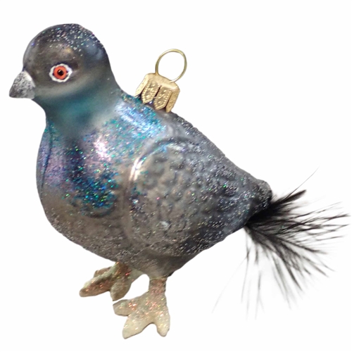 Grey Pigeon Bird