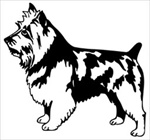 Australian Terrier