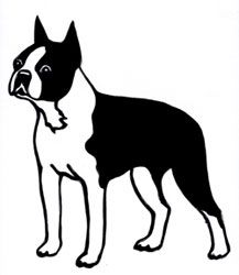 Boston Terrier Graphic