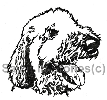 Labradoodle 4