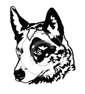 Cattle Dog