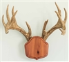 Cedar "The Deer Stand" Antler Mounting Kit