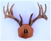 Medium Oak "The Deer Stand" Antler Mounting Kit with Cared Tracks