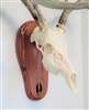 Cedar Deer Track European Skull Mount Face Plate