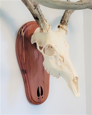 Cedar Deer Track European Skull Mount Face Plate