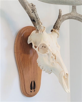 Medium Oak Deer Track European Skull Mount Face Plate