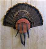 Turkey Fan Beard Plaque for 10 - Cedar Circle