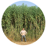 <B>ORDER#: SEED-04B</B> <BR>Han NE Chinese Fiber Planting Seed