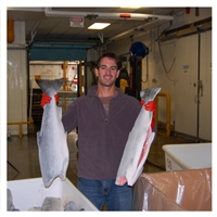 Silver Salmon Frozen At Sea from Alaskan Pride Seafoods