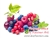 Forrest Mix Flavor Concentrate by Flavour Art