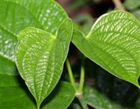 Stag Leaf Tobacco by FlavorWest