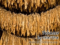 Tobacco Flavor by TFA or TPA
