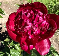 Big Red, Boomer Sooner Peony