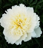 Bride's Dream Peony