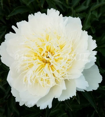 Bride's Dream Peony