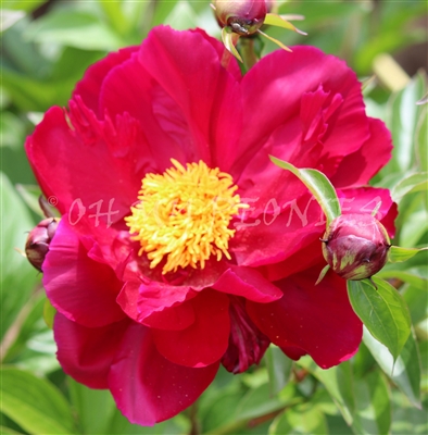 Burma Joy Peony