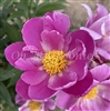 Butterflies in Flight Peony