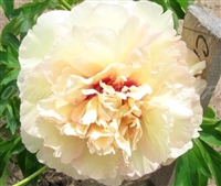 Callie's Memory ITOH Peony