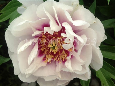 Cora Louise ITOH Peony