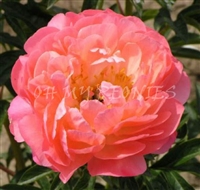 Coral Sunset Peony