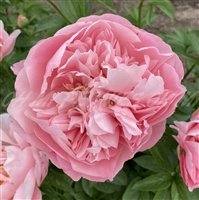 Faithful Dream Peony