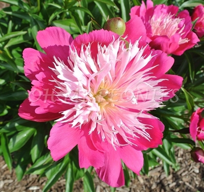 Fantastic Peony