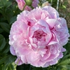 The Fawn Peony