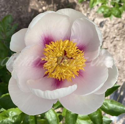 Folk Art Peony