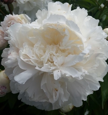 Festiva Maxima Peony