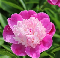 Gay Paree Peony