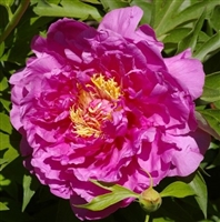 Gordon E Simonsen ITOH Peony