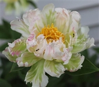 Green Lotus Peony