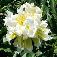 Green Halo Peony