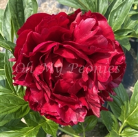 Henry Bockstoce Peony