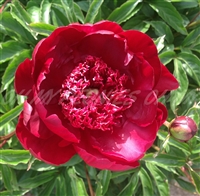 Hot Chocolate Peony