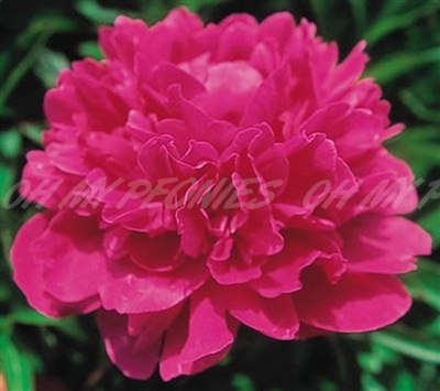 Kansas Peony