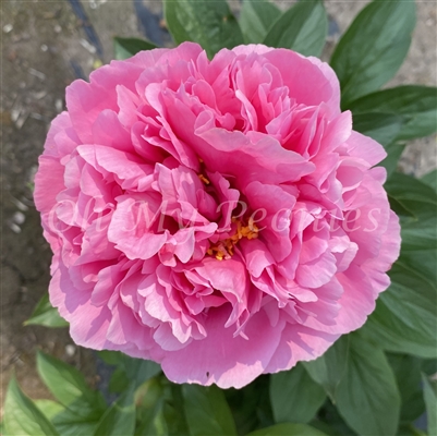 Kathy's Touch Peony