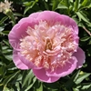 Keep on Dancing Peony