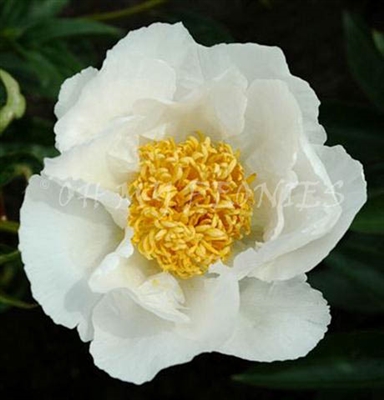 Krinkled White Peony