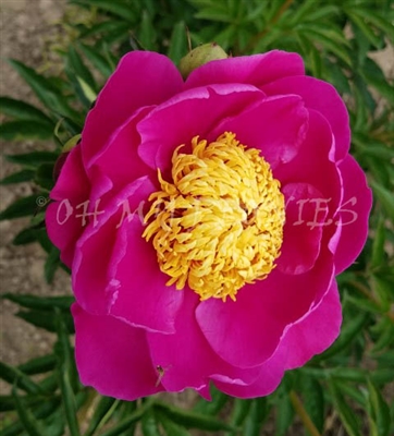 LeCharme Peony