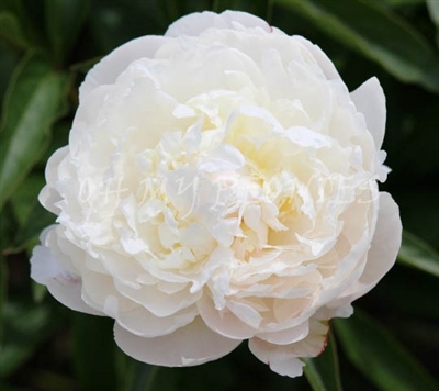 Lillian Wild Peony