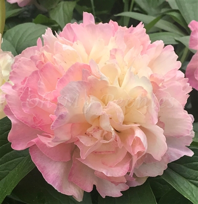 Lois' Choice Peony