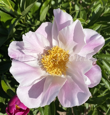 Mischief Peony