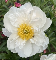 Miss America Peony