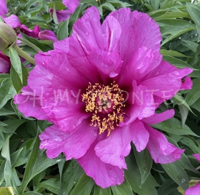 Morning Lilac ITOH Peony