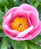 Mystic Pink Peony