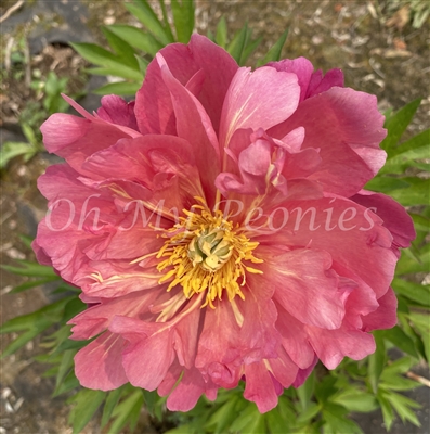 New Millenium ITOH Peony