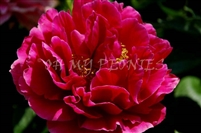 Old Faithful Peony