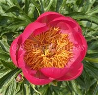 Paramount Peony