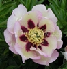 Pastel Splendor ITOH Peony